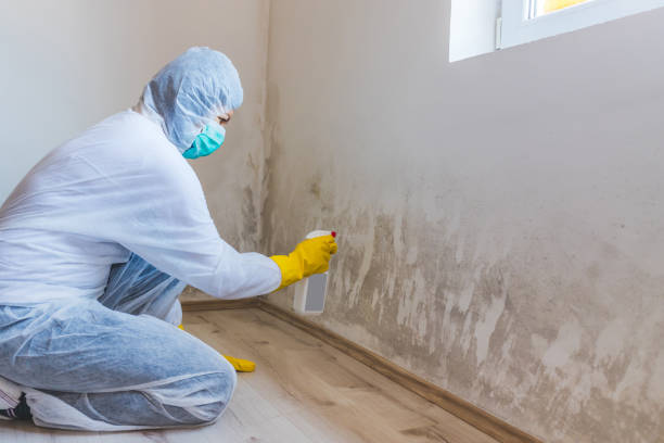 Licensed Attic Mold Removal service in Villanova, PA - WQB Mold Removal