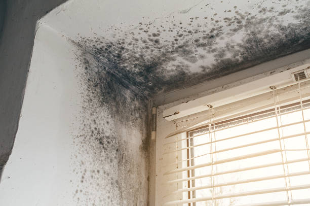 Affordable Attic Mold Removal solutions in Villanova, PA